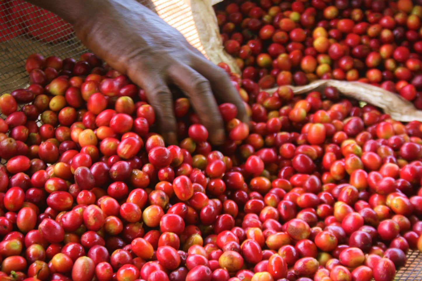 Burundi Kibingo Honey