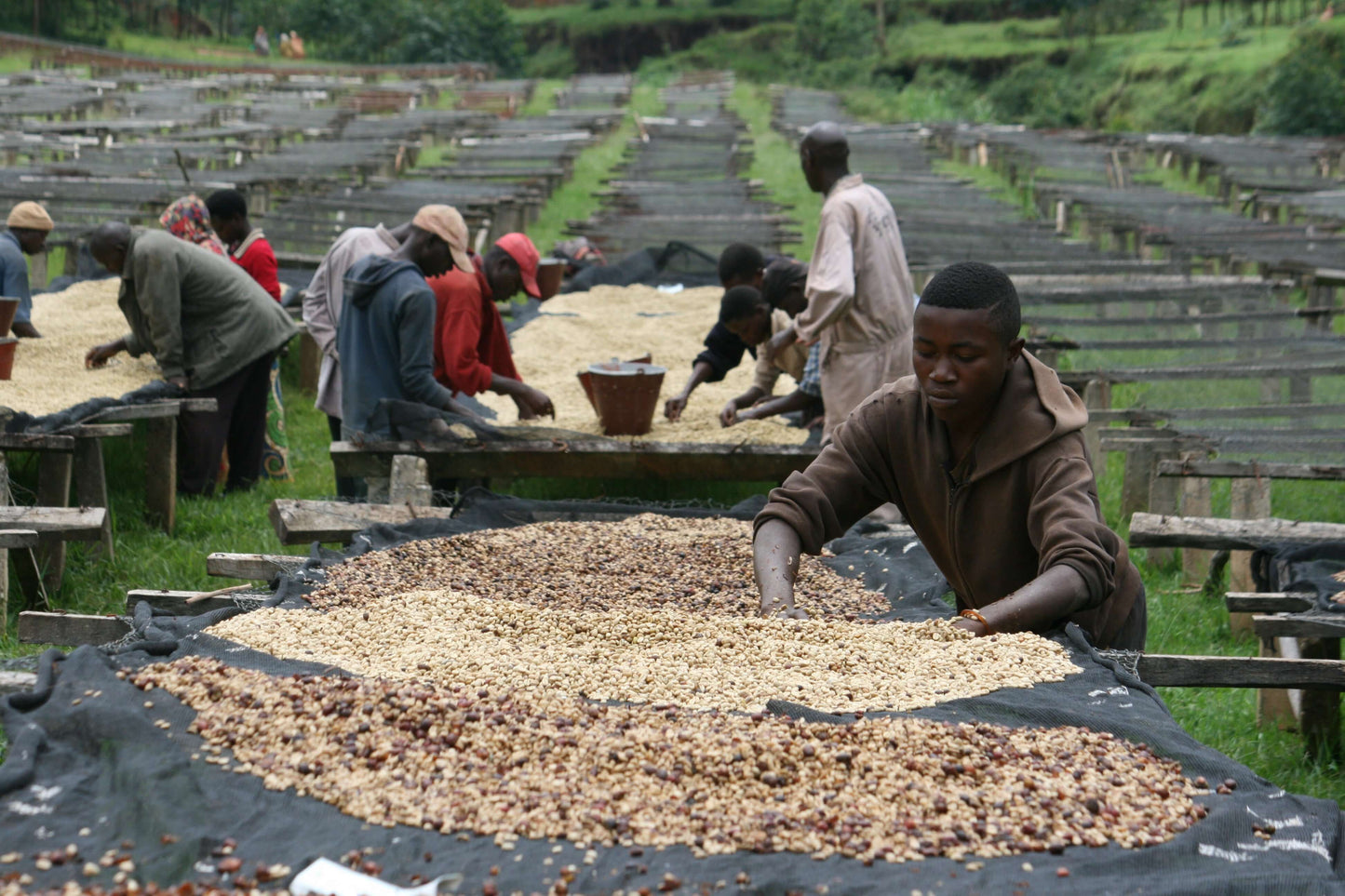 Burundi Kibingo Honey