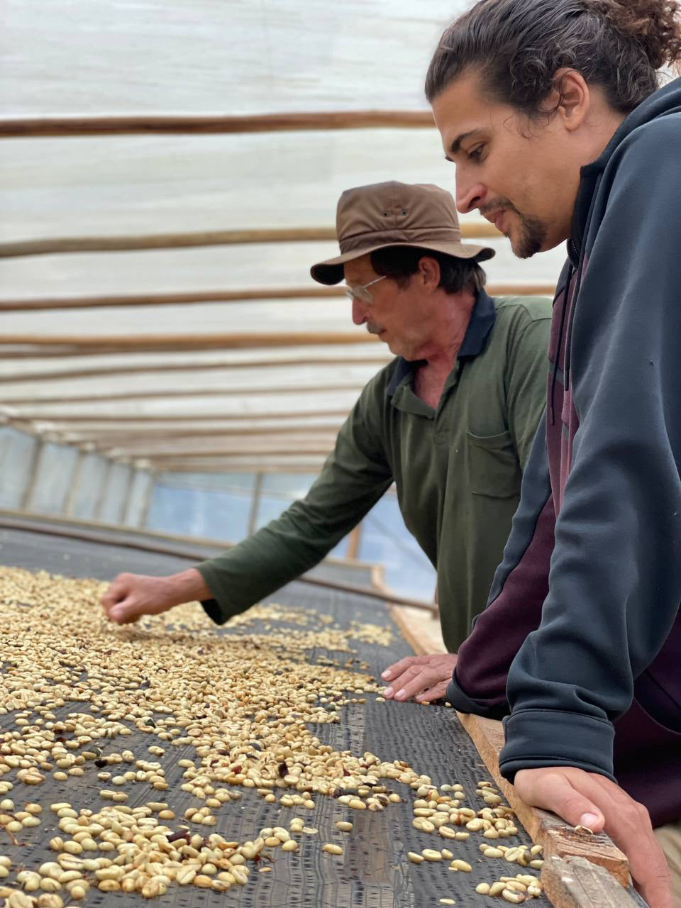 Darwin Honey Glory