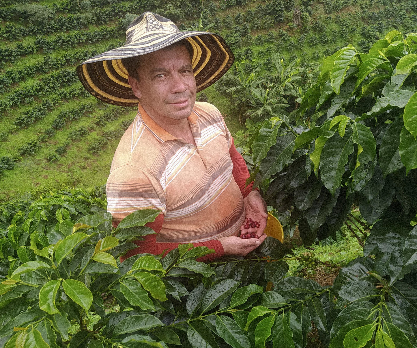 Tucán Filtro - Colombia